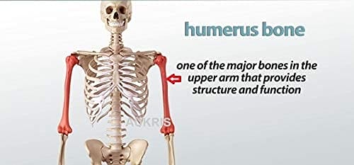 Humeral Brace arm support - DEBIK