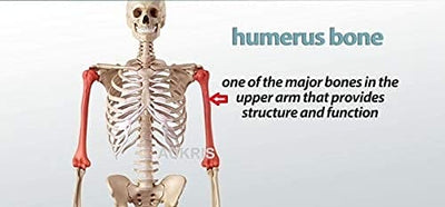 Humeral Brace arm support - DEBIK